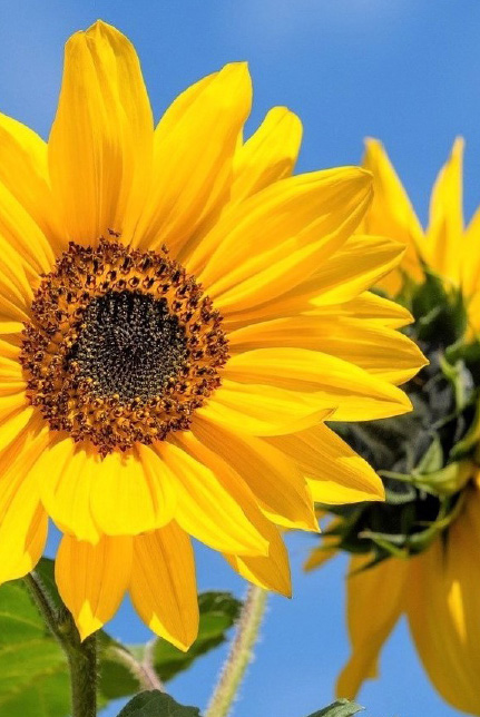 Sonnenblume